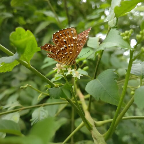 A beauty of nature.