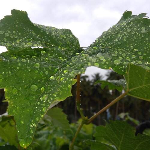 Green with drops