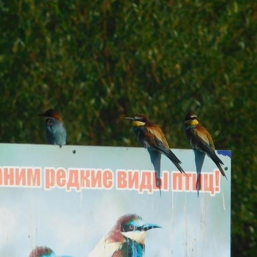 Золотистые щурки