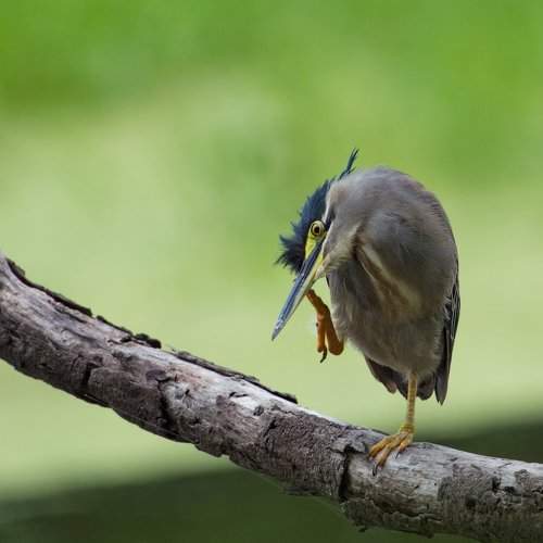 Indian Striated Heron