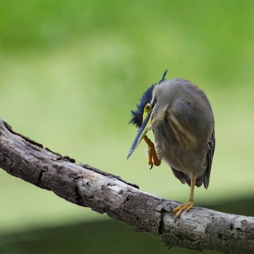 Indian Striated Heron