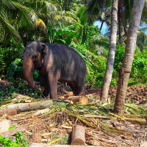 elephant in the tropics