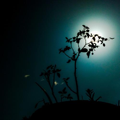 Night beauty