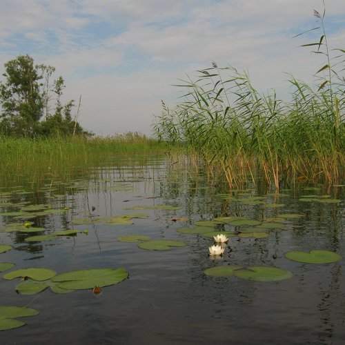 Vuoksi