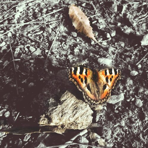 Buterfly