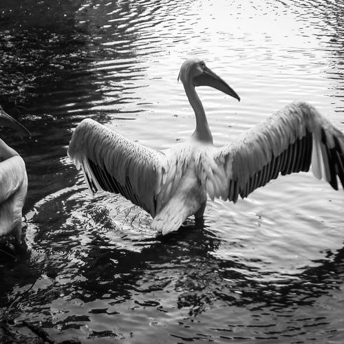The White Egret