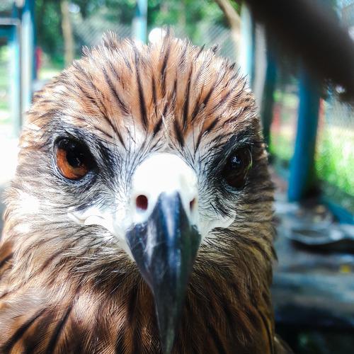 Look of a Falcon