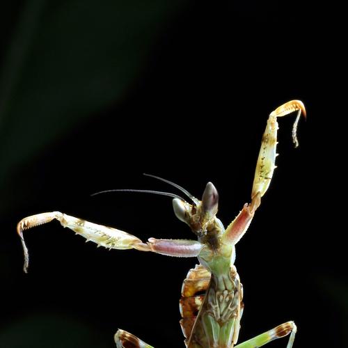 Kungfu mantis