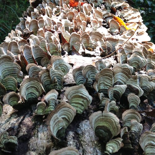 A fallen tree