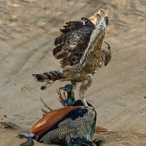 Dominance