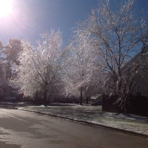 Crystal trees