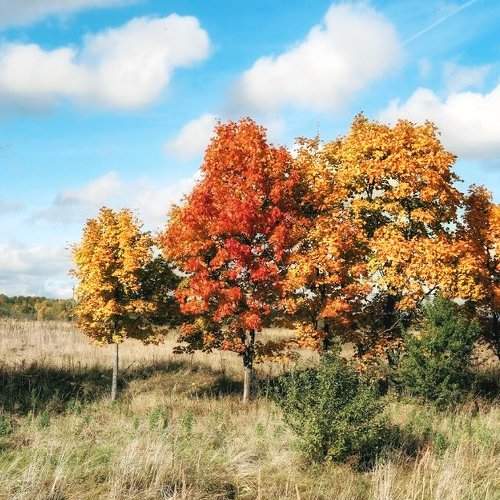 Colors autumn