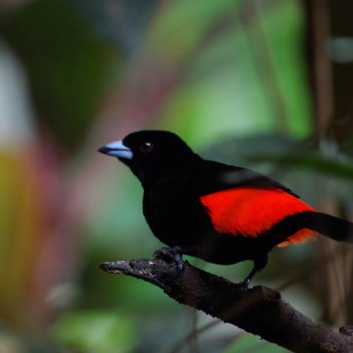 scarlet-rumped cacique