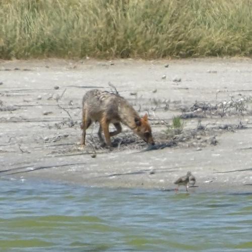 European jackal