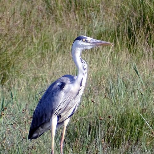 gray heron