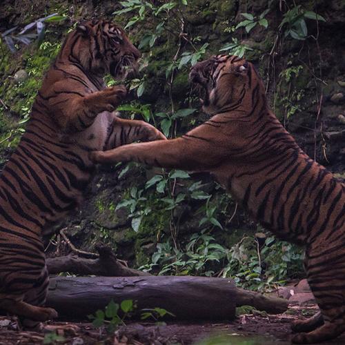 Sumatran Tiger