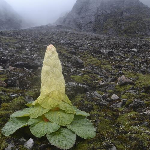 A sentinel plant of mountain landscape---Rheum nobile
