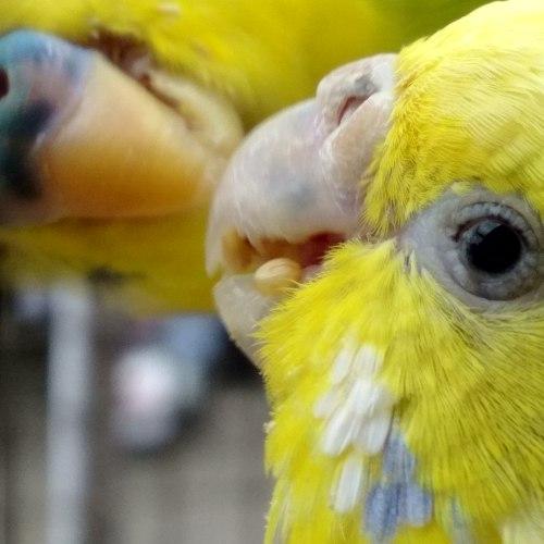 bird