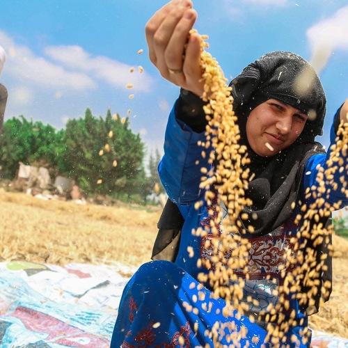 Wheat Harvesting from Egypt