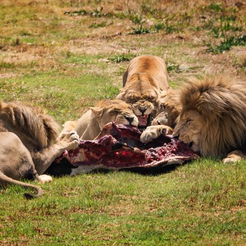 Lions lunch