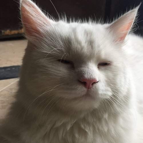 Fluffy