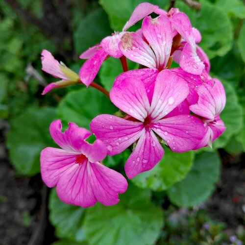 Flowers with drop of water