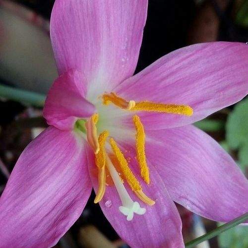 beautiful flower