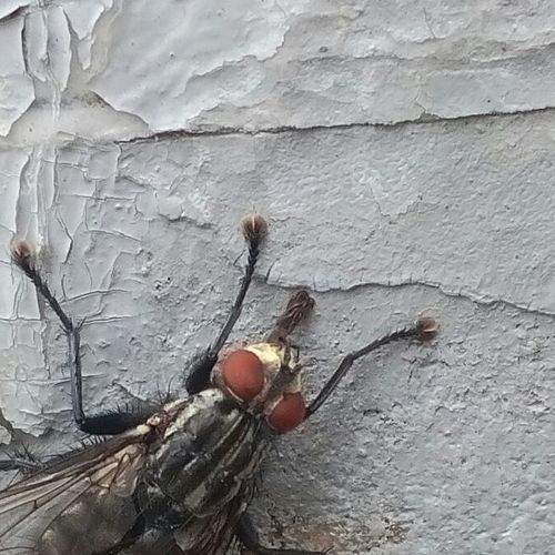 fly on the wall