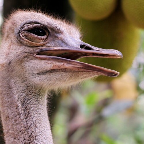 smiling ostrich
