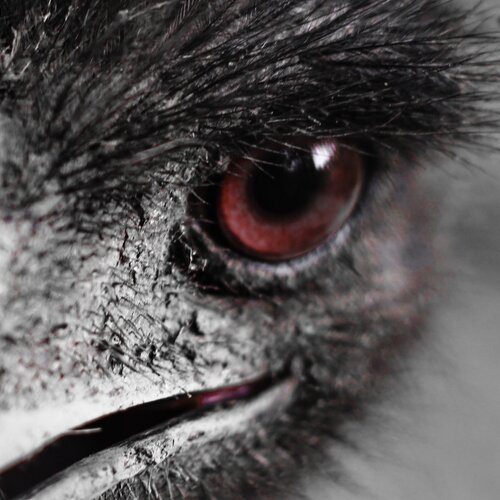 angry ostrich