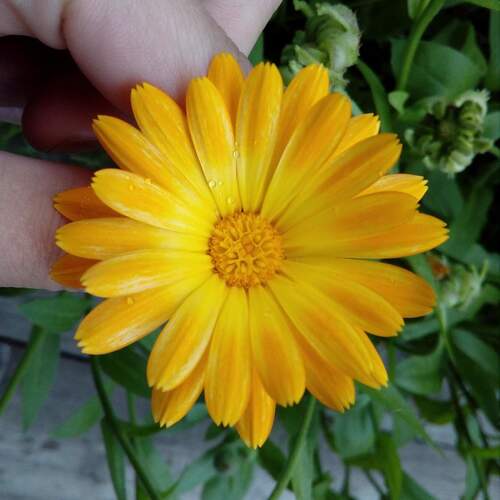 Photo #1992742