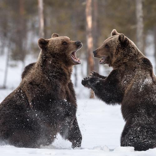 Brown Bears fighting