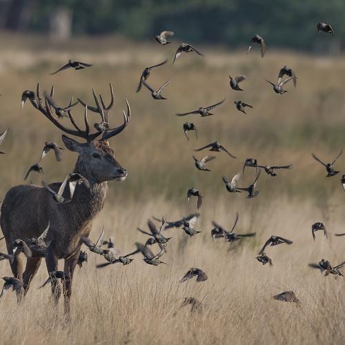 Red Deer