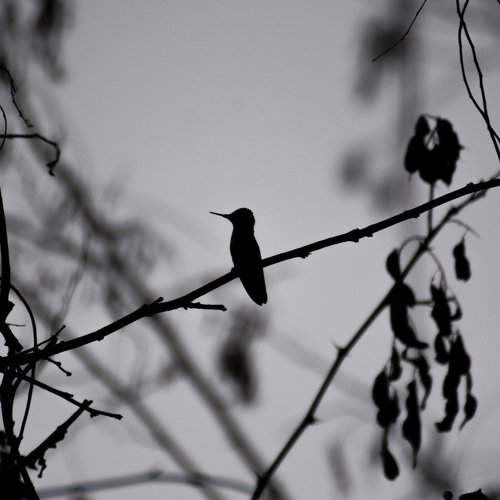 Little Silhouette