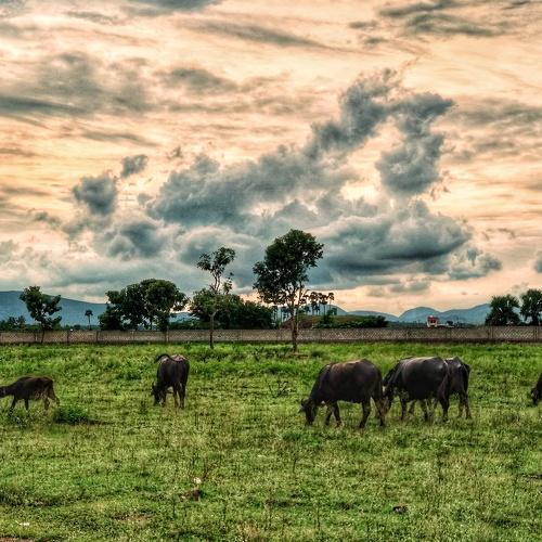 Rural evening scenery