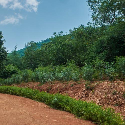 Forest landscape from India