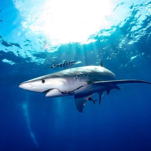 The Hooked blue shark