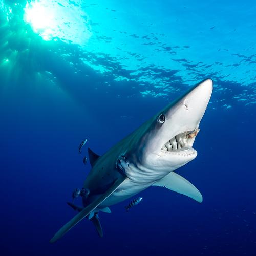 Biting blue shark