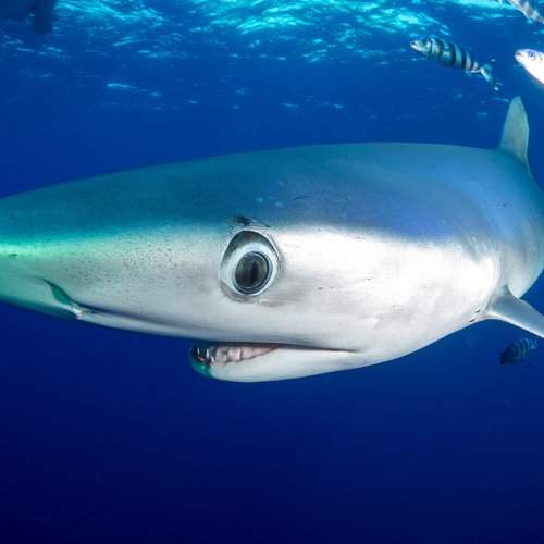 The curious eye of the blue shark