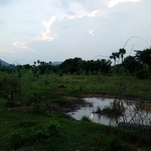 Rustic village landscape from India.