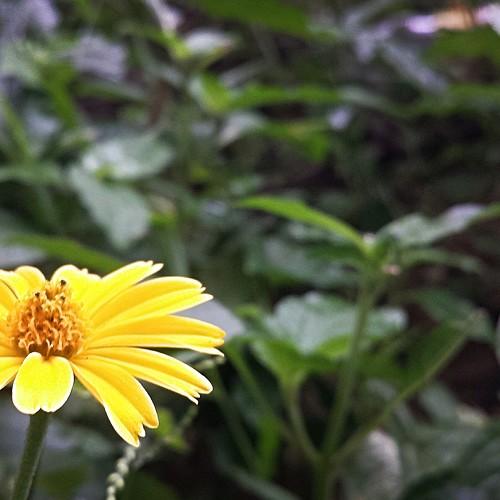 Macro