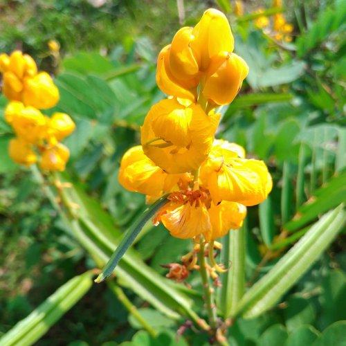 Flower of a border
