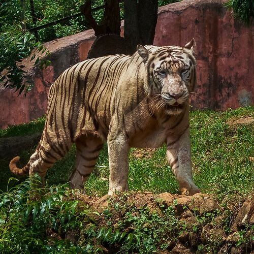 White tiger