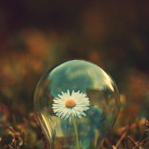 life bulb