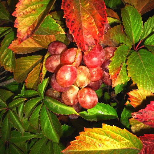grape