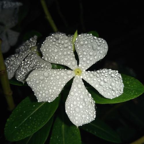 Flower with dew drops