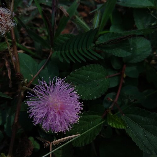 Small wildflower macro.