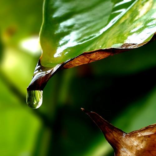 Waterdrop from leaf