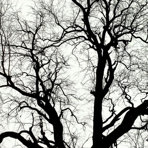 The branched silhouette