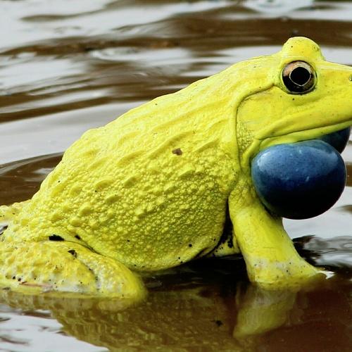 Yellow Yellow Dirty Fellow